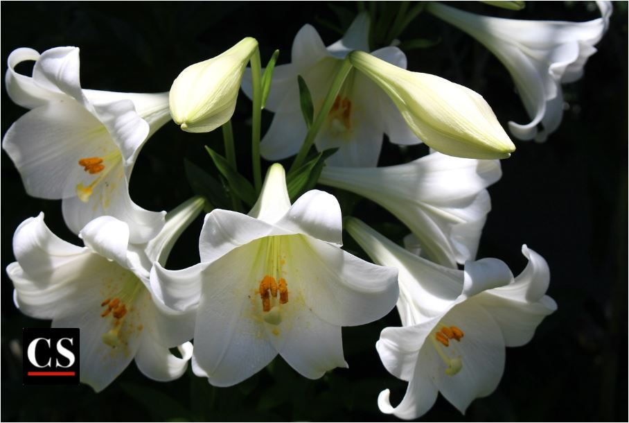 lily, easter, resurrection