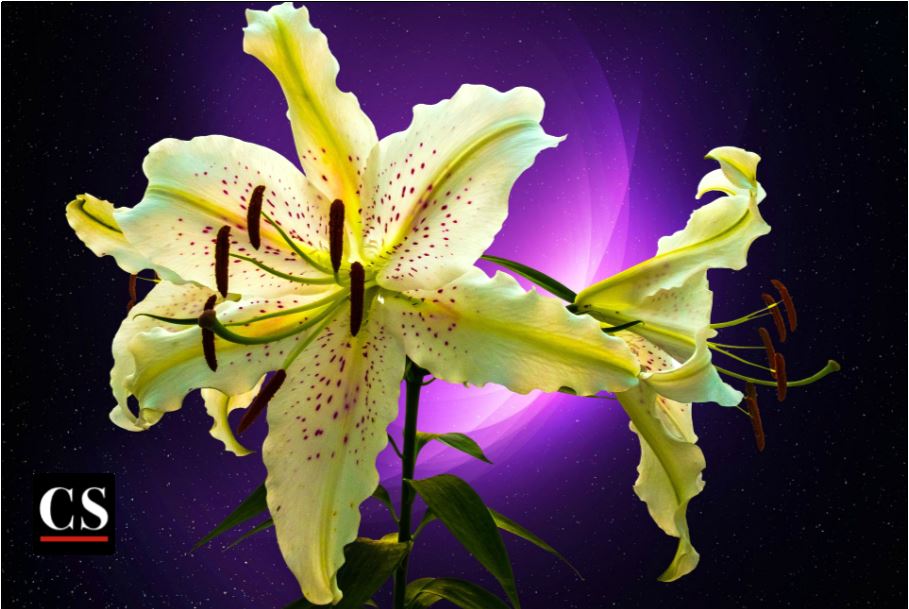 lily, easter, resurrection