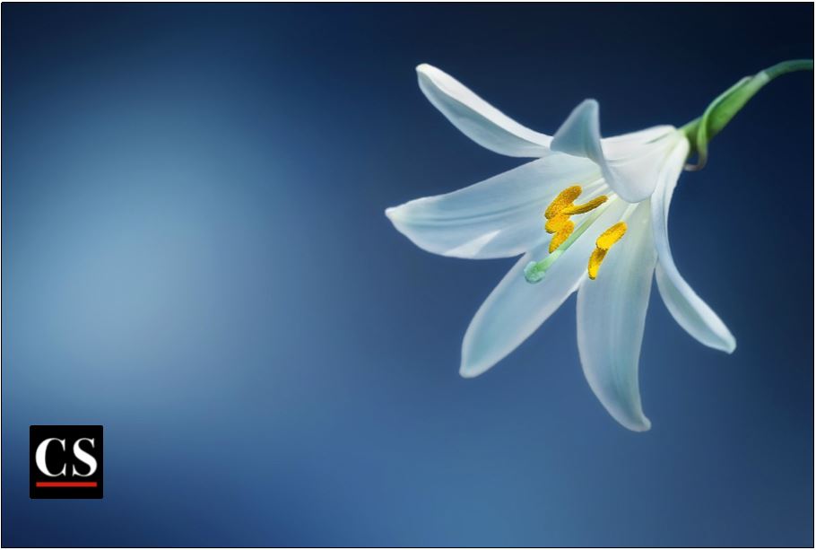 lily, chastity, purity, easter, mercy