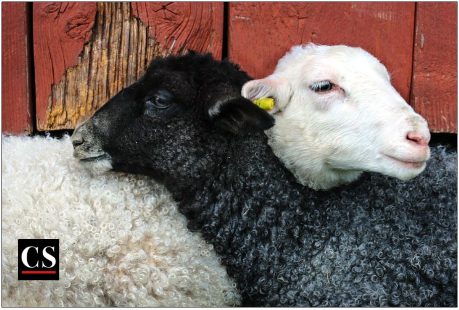 black and white, sheep