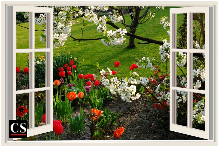 window, view, neighbor, flowers