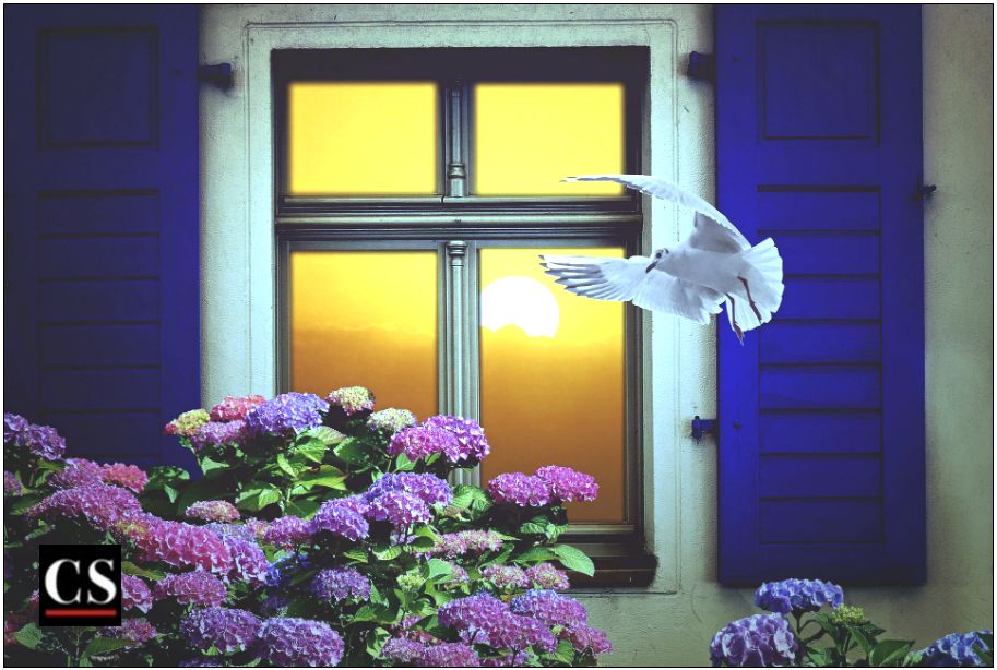window, view, neighbor, dove, flower