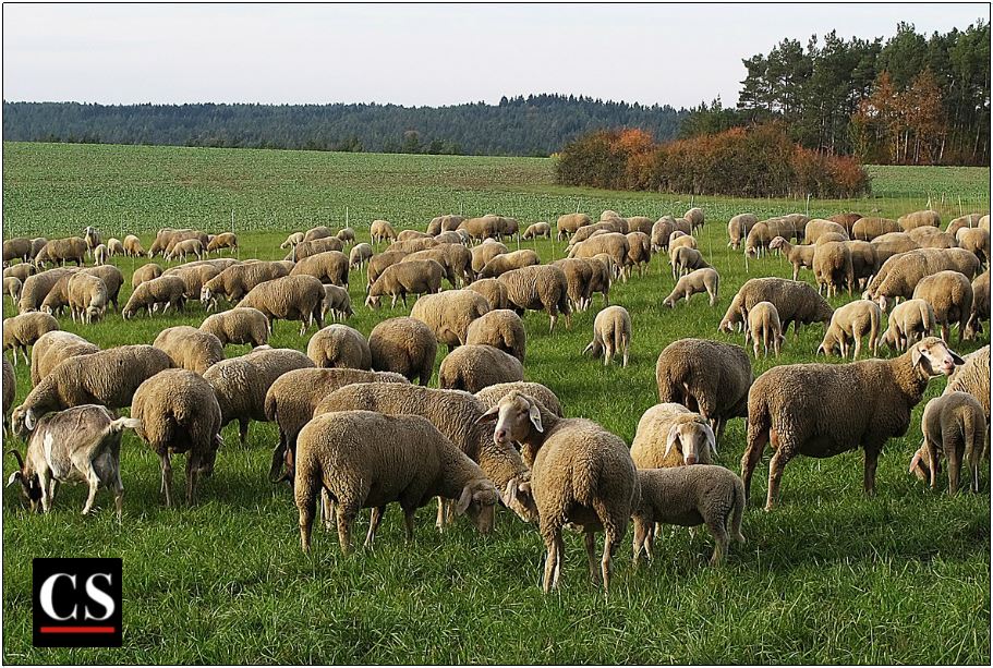 sheep, Psalm 23, monotonous
