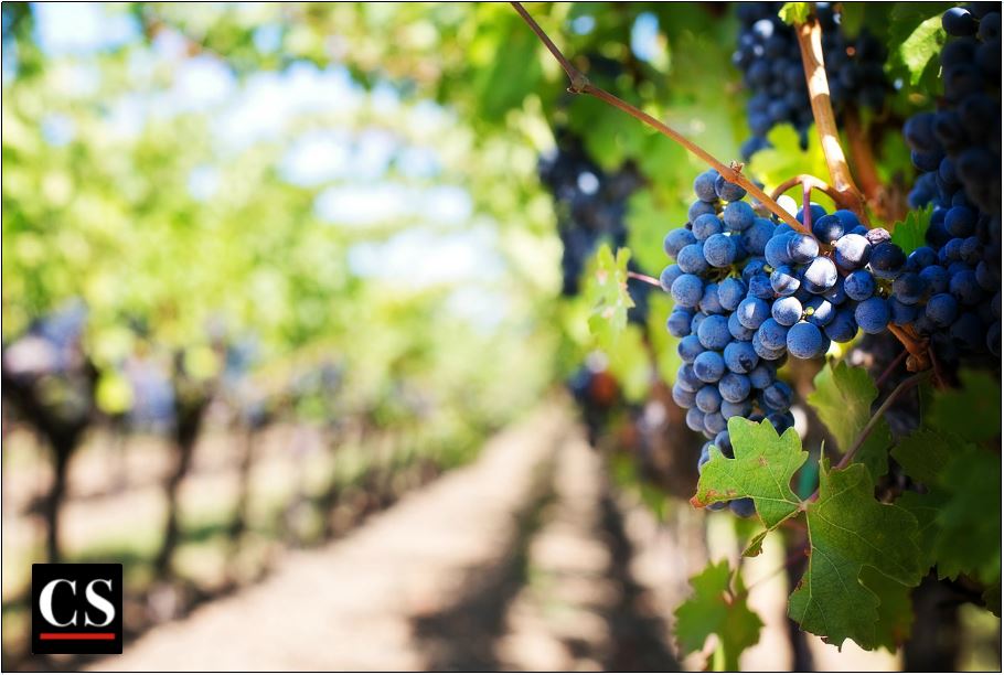 vineyard, hungers, workers