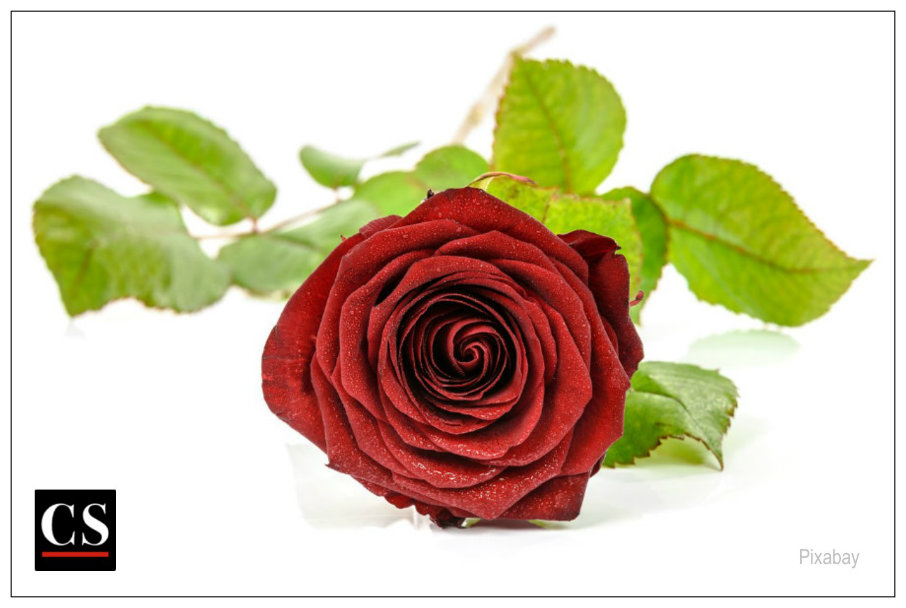 miracle, rose, Mother's Day