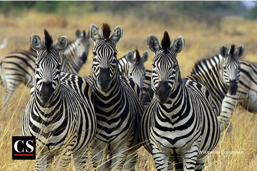 zebra