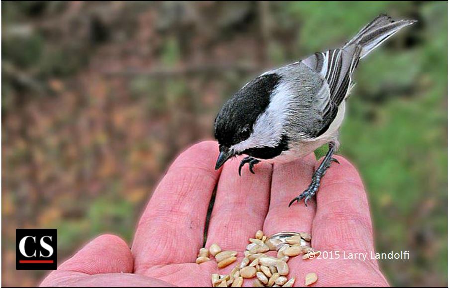 bird in the hand, bird, sparrow, food