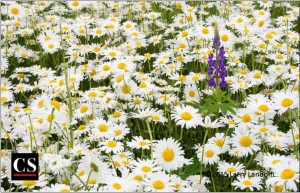 nature, creation, flower