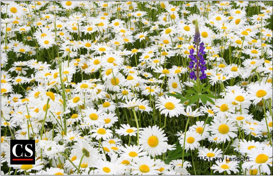 nature, creation, flower, lemonade