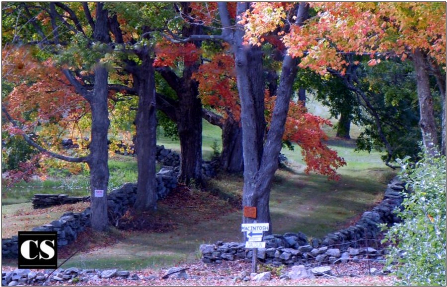 apple, contraception, choices, pathway, path