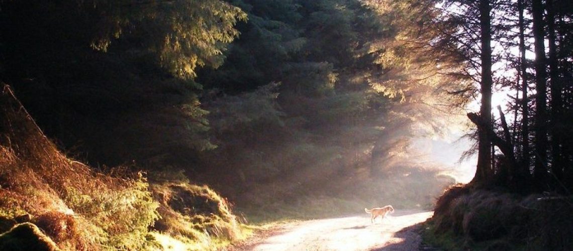 430668563_92e5f3254b_b