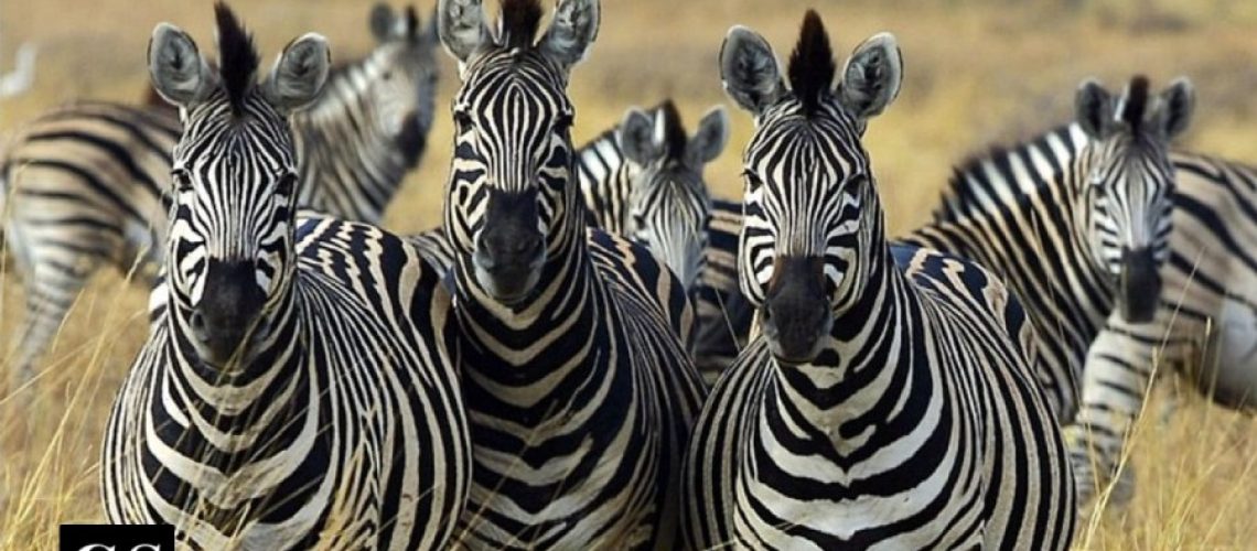 zebra