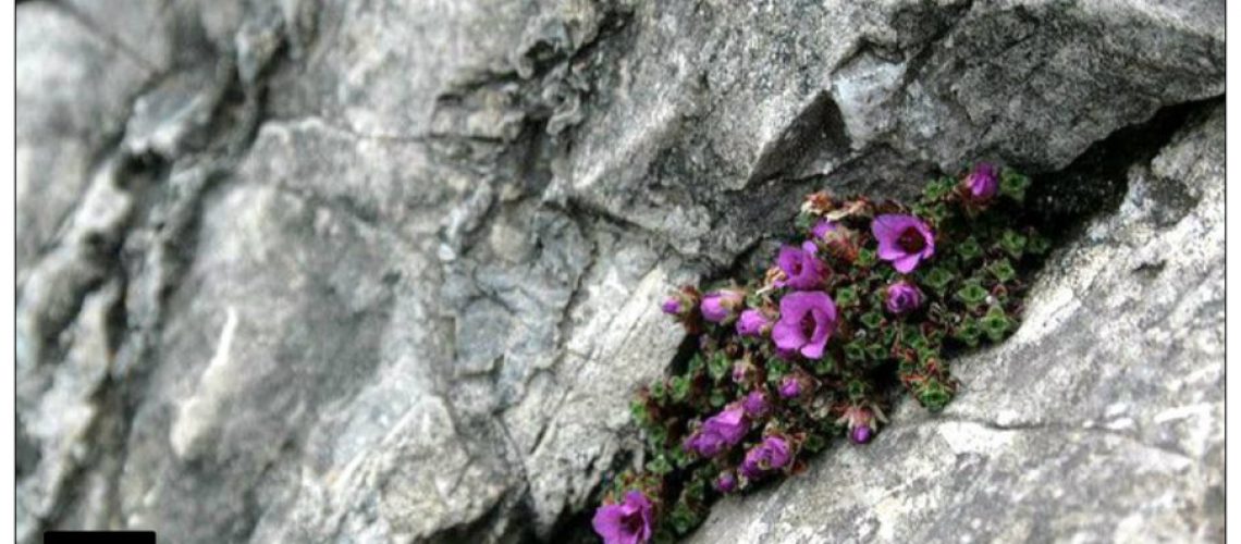 Cynthia Millen-Pink Cliff Flowers