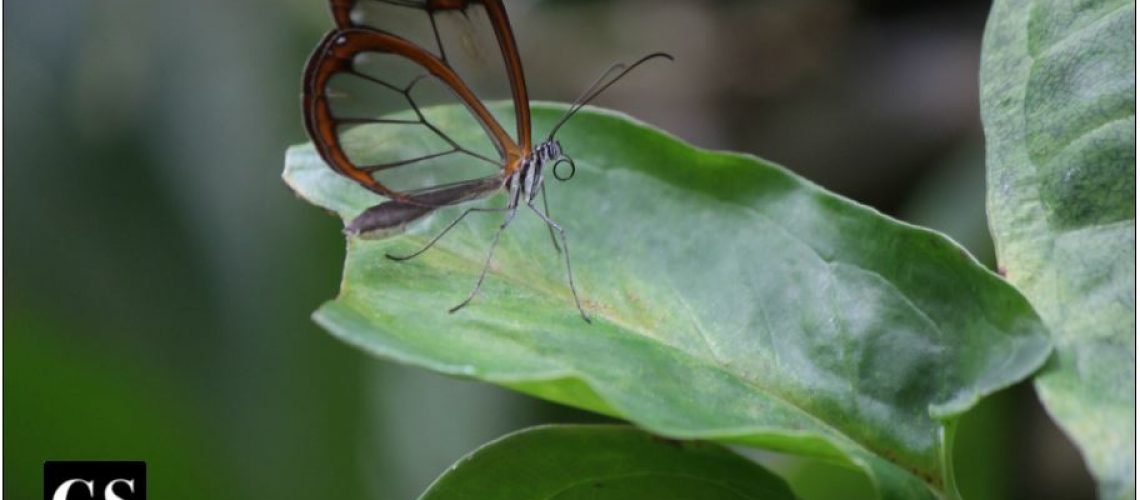 glass butterfly
