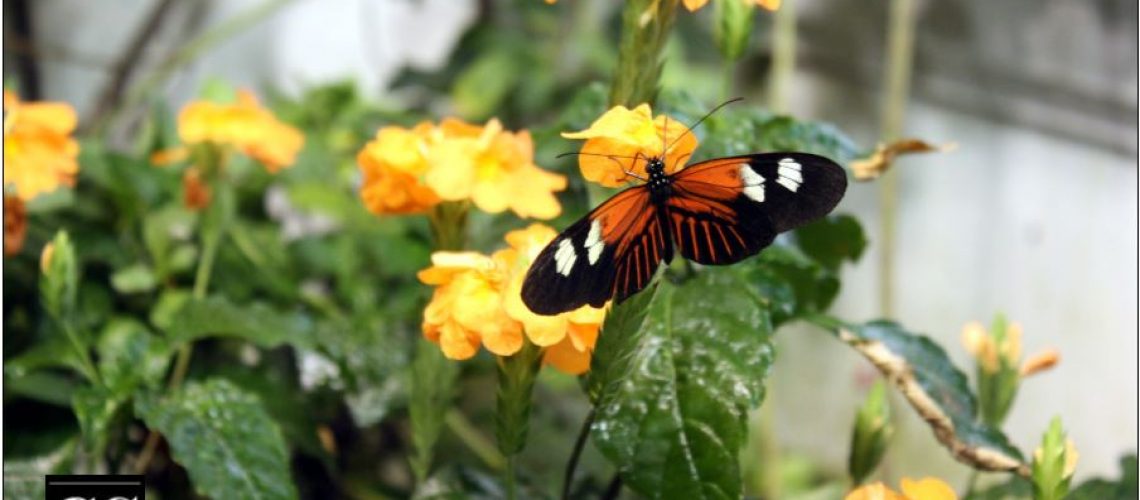 nature, renewal, resurrection, easter