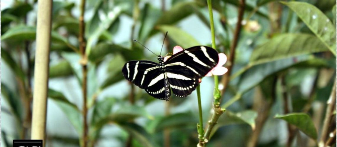 nature, renewal, resurrection, easter