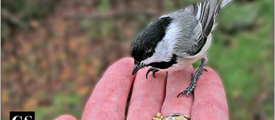 bird in the hand, bird, sparrow, food