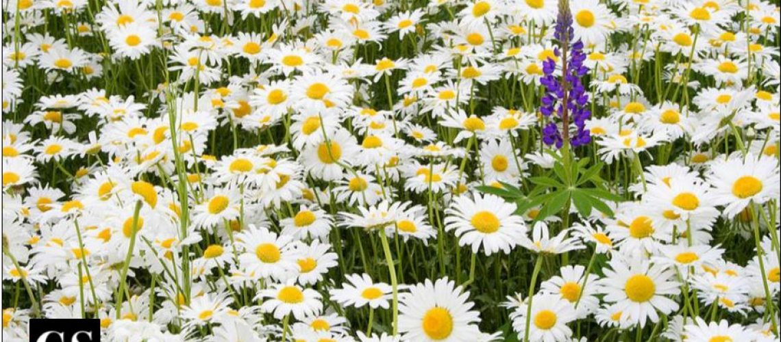 nature, creation, flower, lemonade