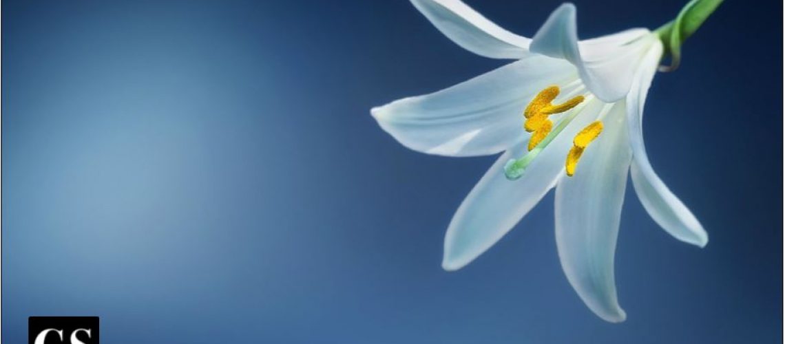 lily, chastity, purity, easter, mercy