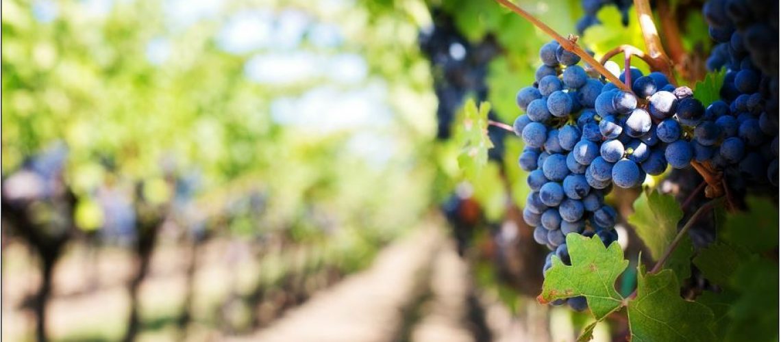 vineyard, hungers, workers