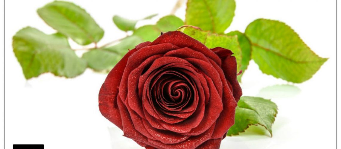 miracle, rose, Mother's Day