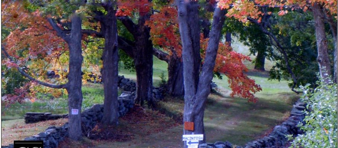 apple, contraception, choices, pathway, path