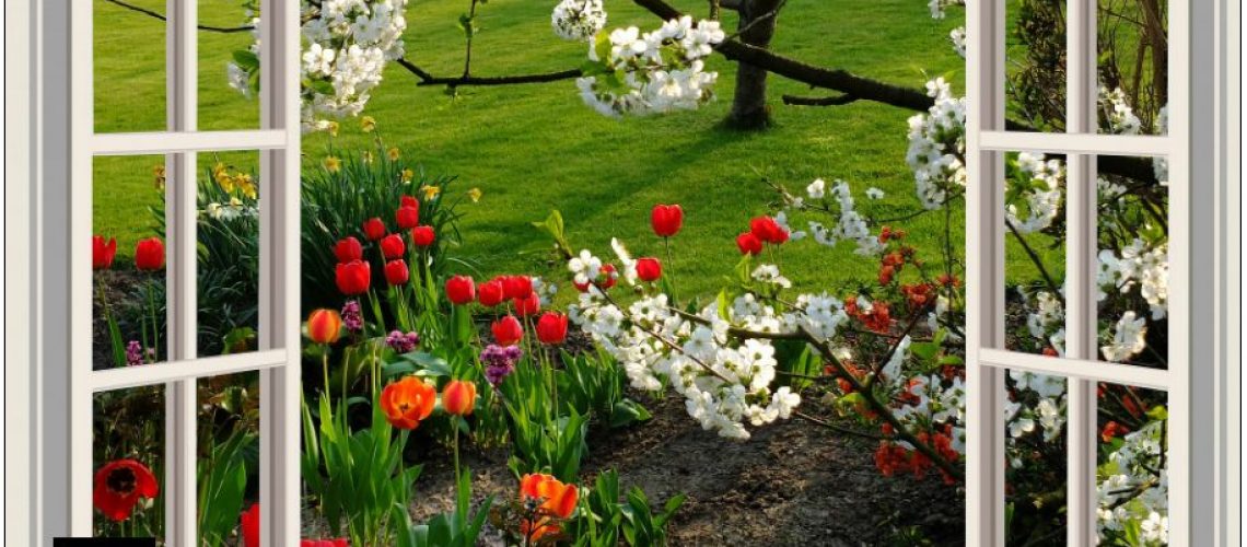 window, view, neighbor, flowers