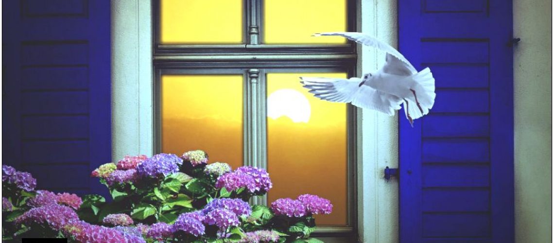 window, view, neighbor, dove, flower