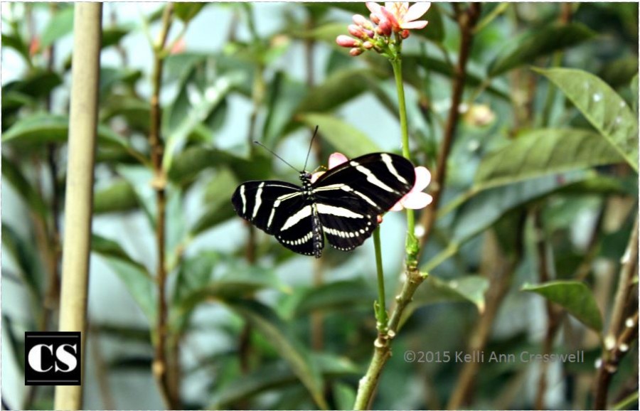 nature, renewal, resurrection, easter