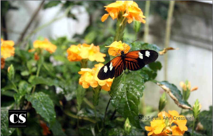 nature, renewal, resurrection, easter