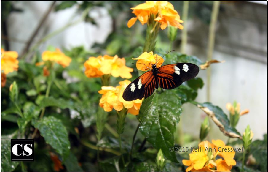 nature, renewal, resurrection, easter